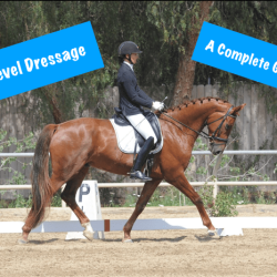 Dressage first level test 1