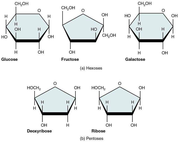 Complete the following table regarding monosaccharides and polysaccharides