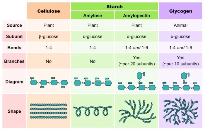 Polysaccharide disaccharides monosakarida disakarida polisakarida monosaccharide monosaccharides disaccharide polysaccharides example sugars biomolecules biochemistry structure carbohydrate glucide perbedaan chemistry acids biology